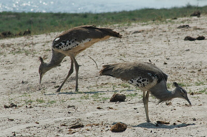 Kori Bustard adult