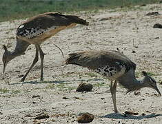 Kori Bustard