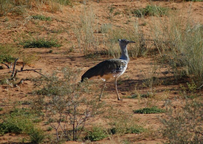 Kori Bustard