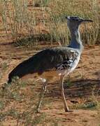 Kori Bustard