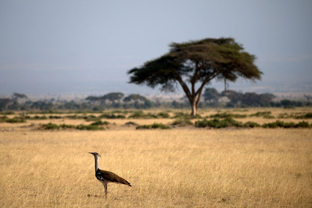 Kori Bustard