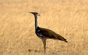 Kori Bustard