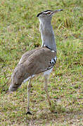 Kori Bustard