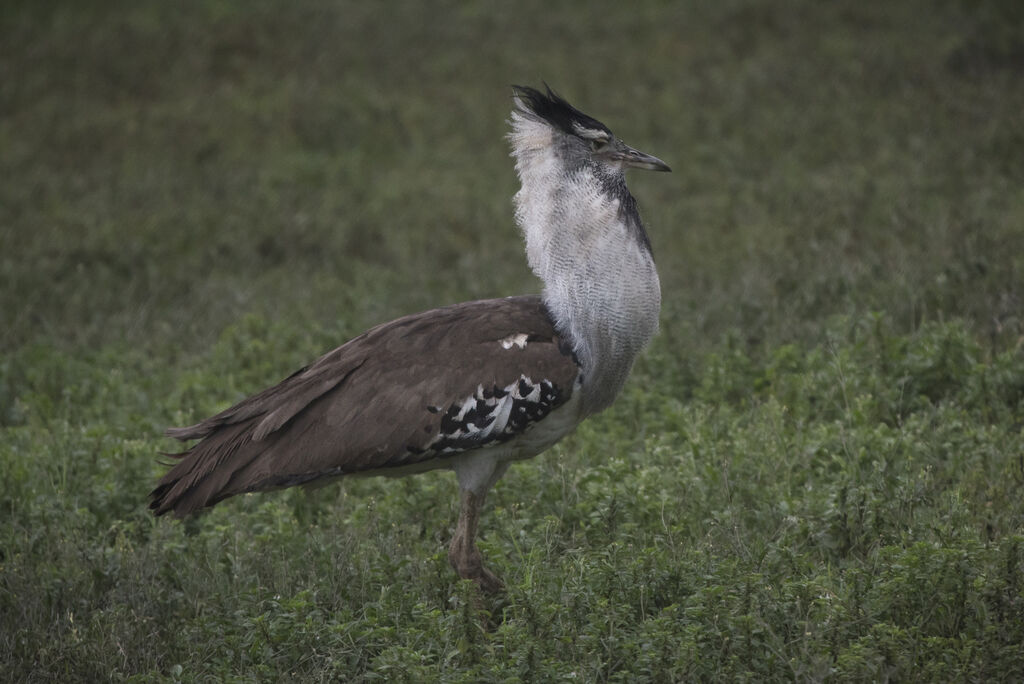 Kori Bustard