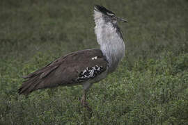 Kori Bustard