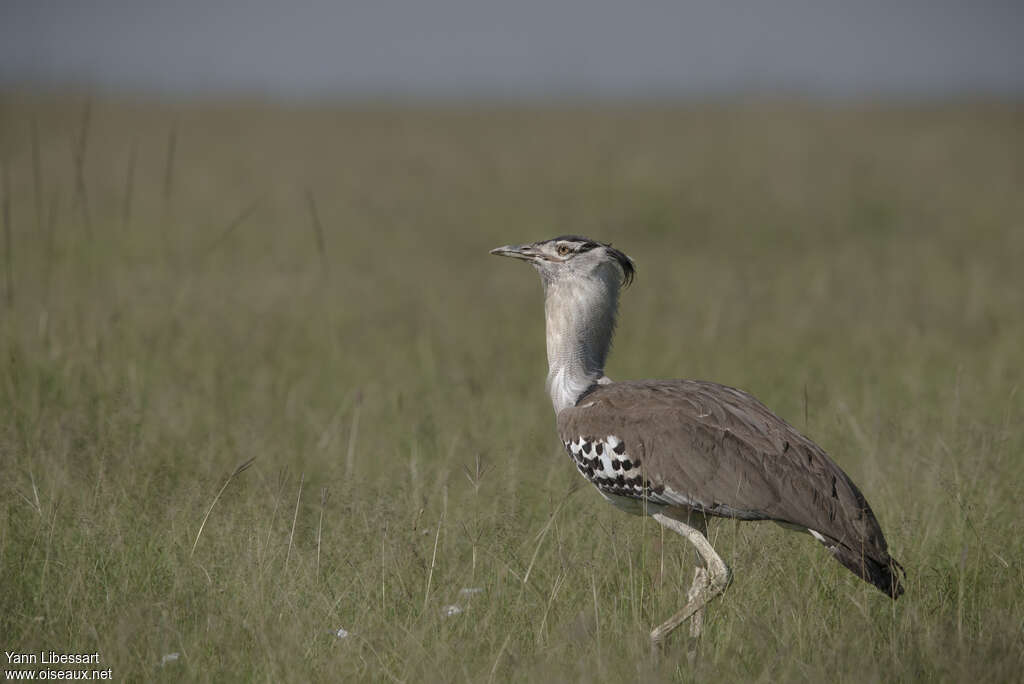 Kori Bustard male adult, identification