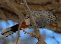 Chestnut-vented Warbler