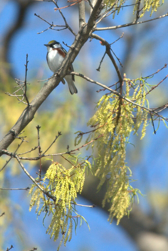 Chestnut-sided Warbler