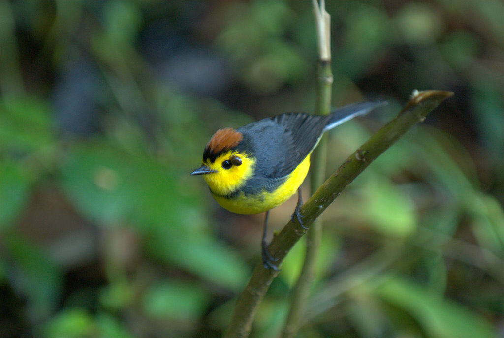 Collared Whitestart