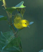 Mangrove Warbler