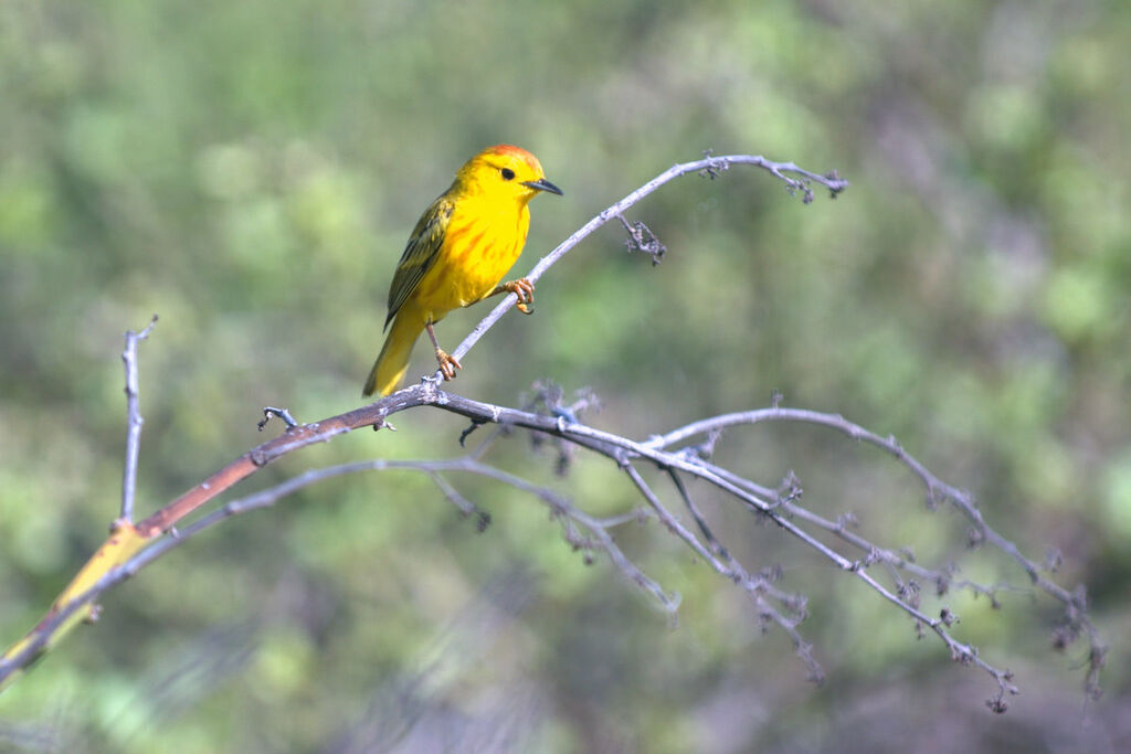 Mangrove Warbler