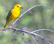 Mangrove Warbler