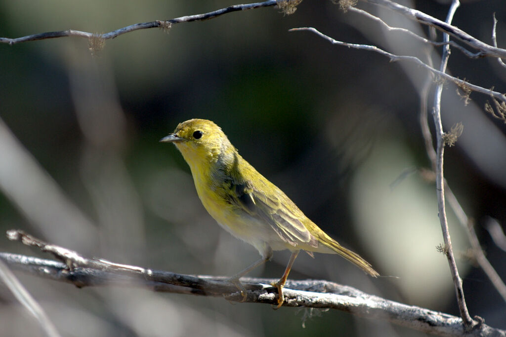 Mangrove Warbler