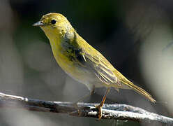 Mangrove Warbler