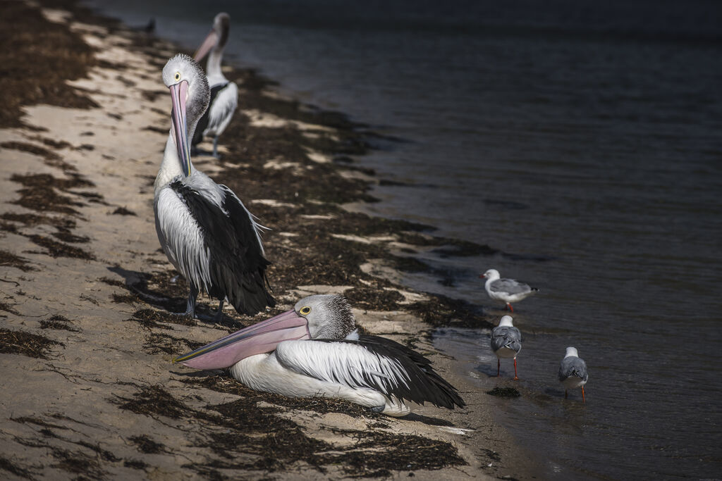 Australian Pelican