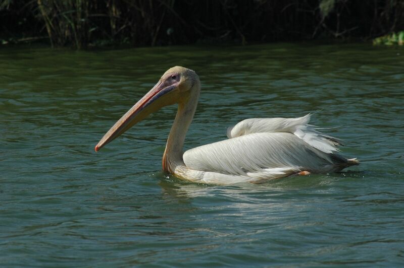 Pélican blanc