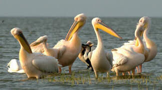 Great White Pelican