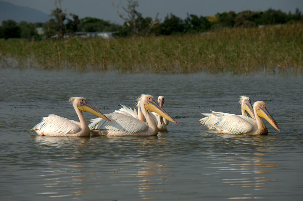 Great White Pelican