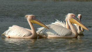 Great White Pelican