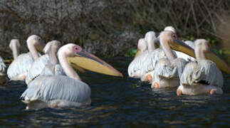 Great White Pelican