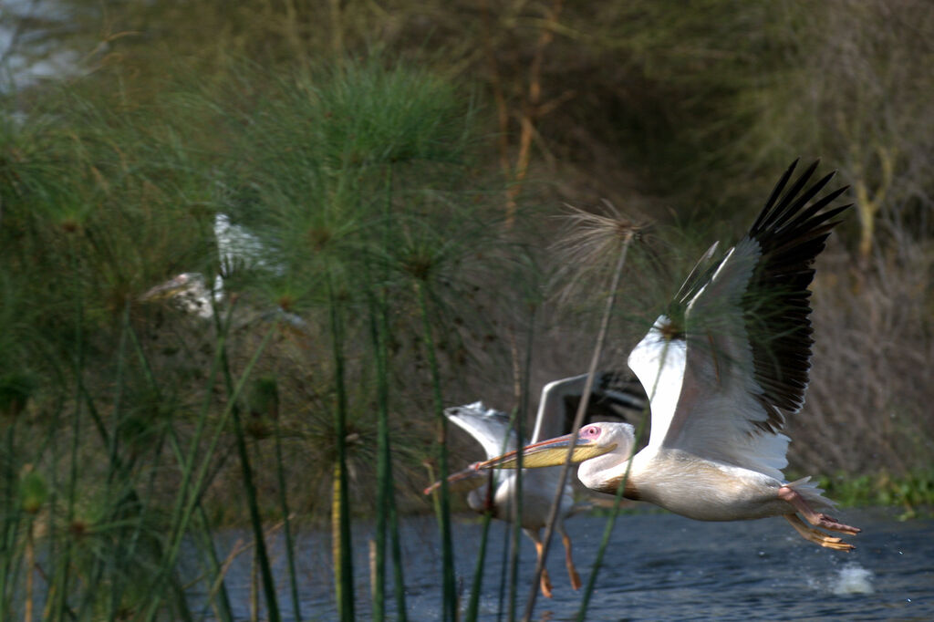 Great White Pelican