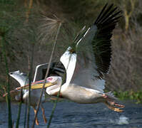 Great White Pelican