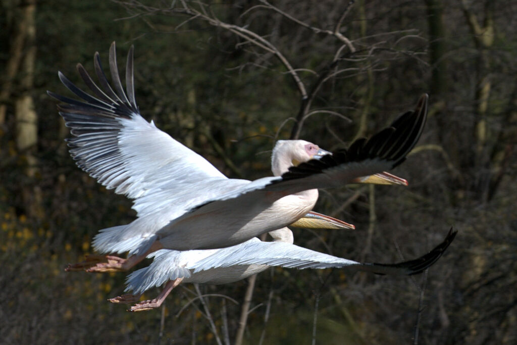 Great White Pelican