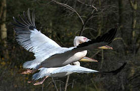 Great White Pelican