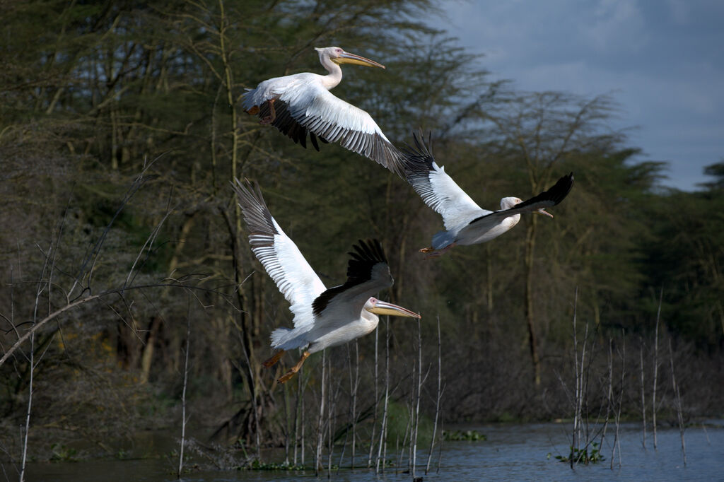 Great White Pelican