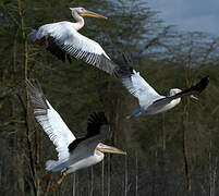 Great White Pelican