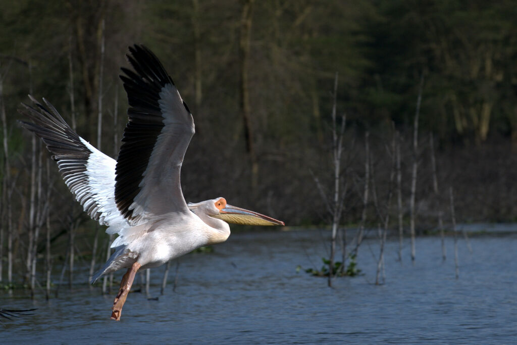 Great White Pelican