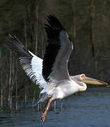 Great White Pelican