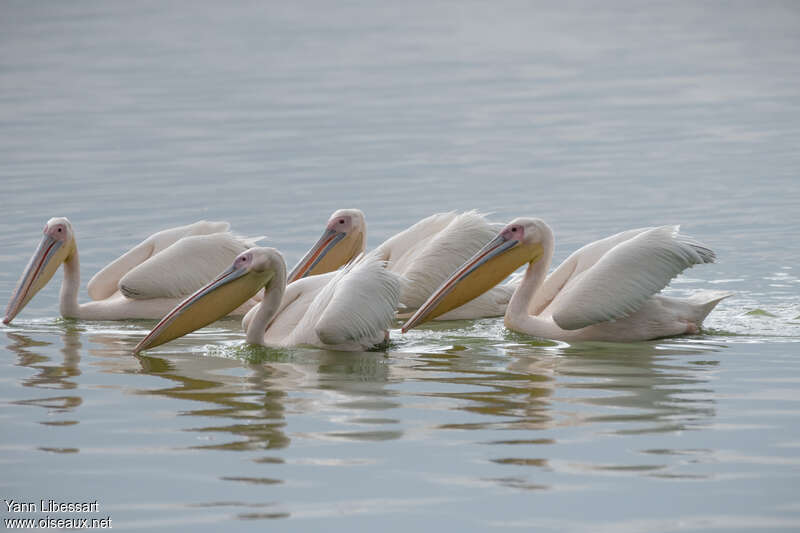 Pélican blancadulte, pêche/chasse