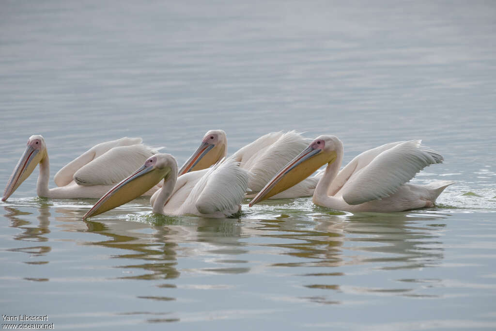 Great White Pelicanadult, fishing/hunting