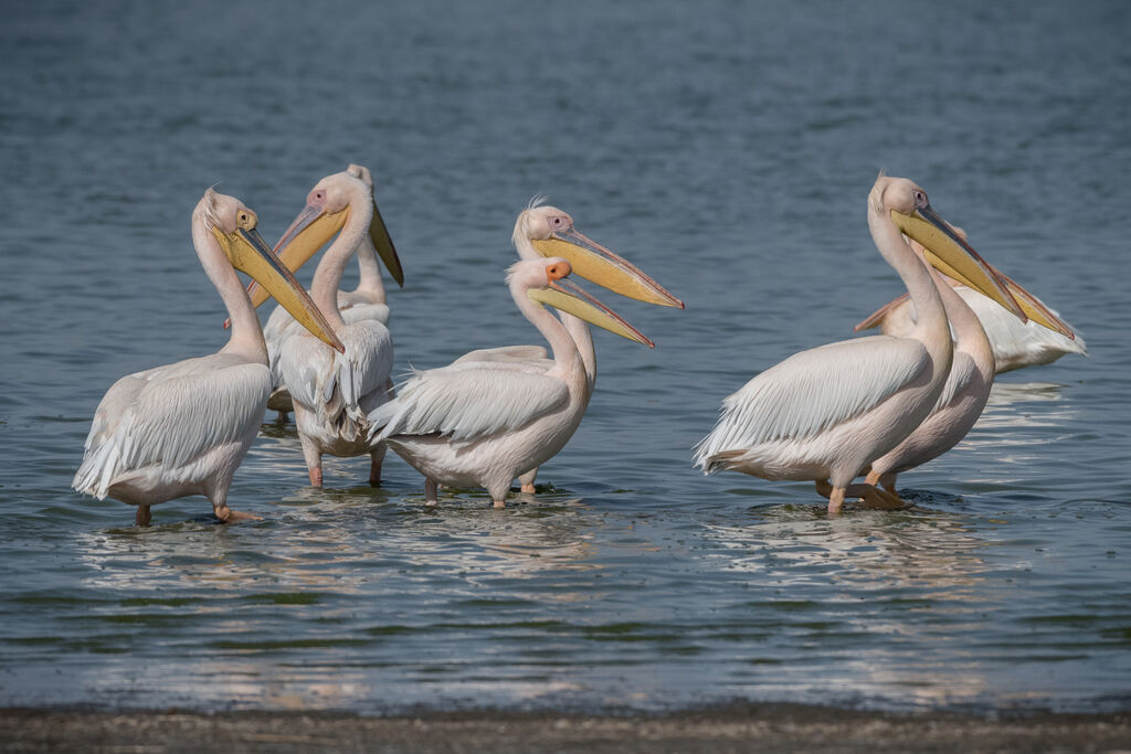 Great White Pelican