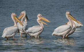 Great White Pelican