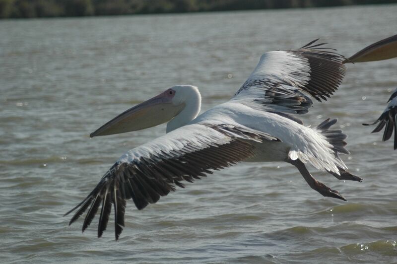 Great White Pelican