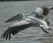 Great White Pelican