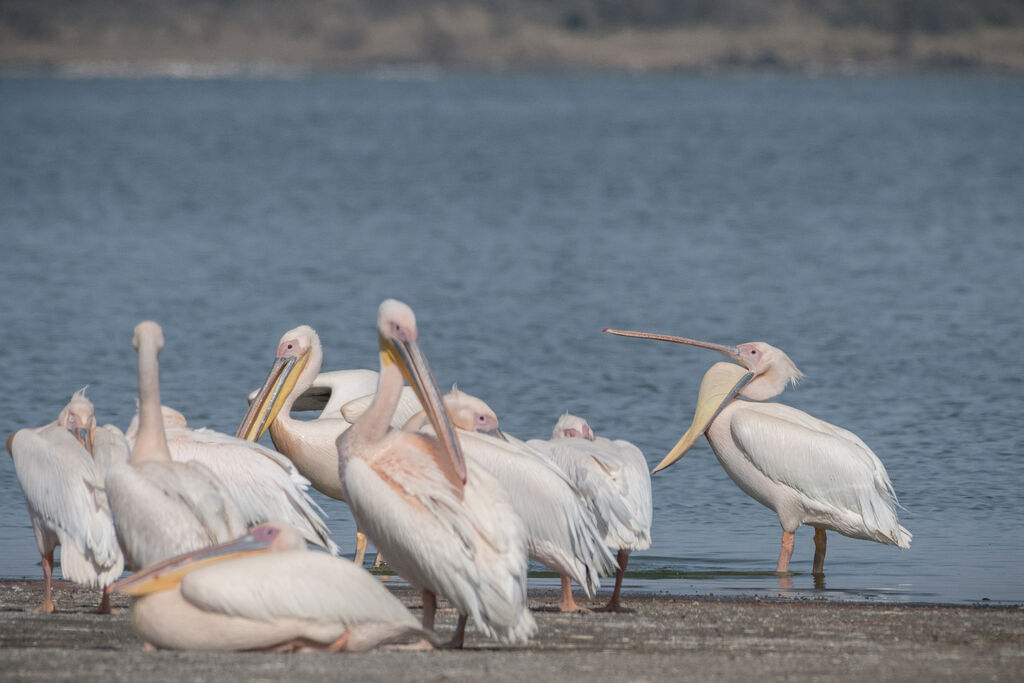 Great White Pelican