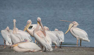 Great White Pelican