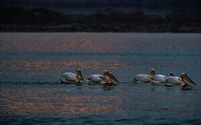 Great White Pelican