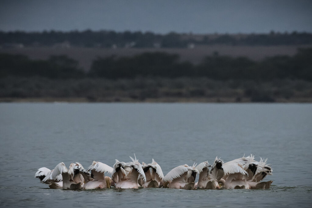 Great White Pelican, fishing/hunting