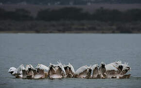 Great White Pelican