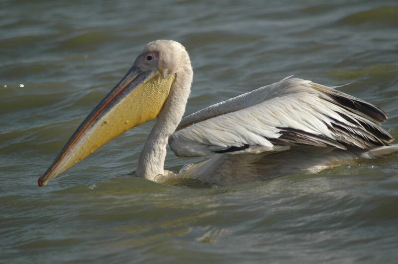 Great White Pelican