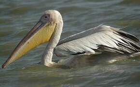 Great White Pelican