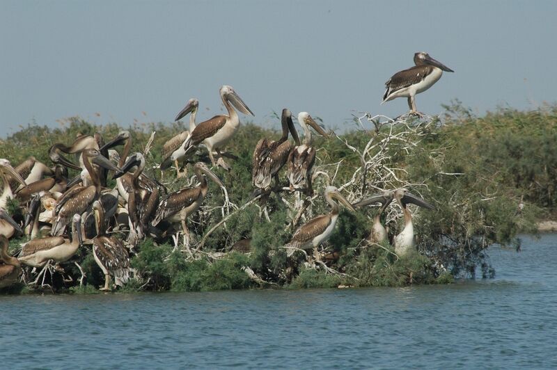 Great White Pelican