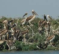 Great White Pelican