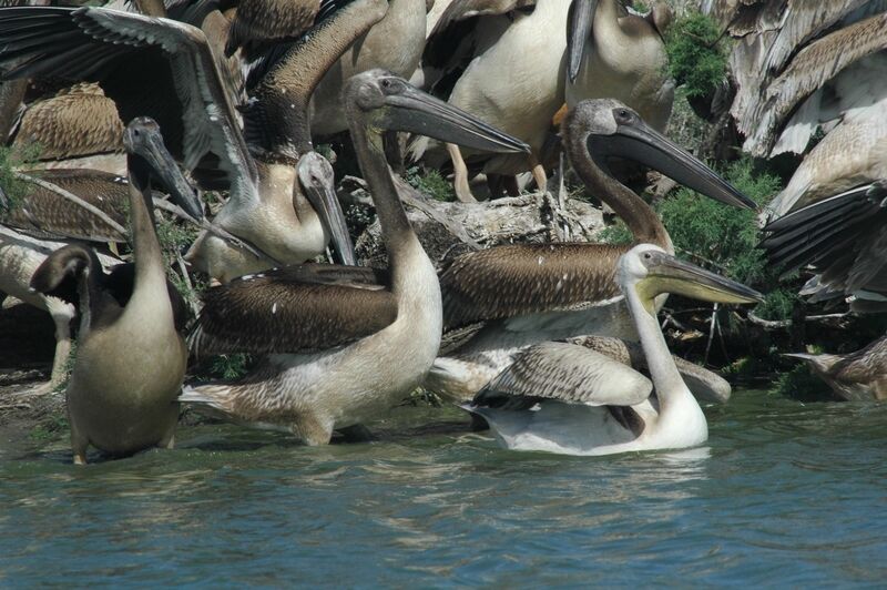 Great White Pelican