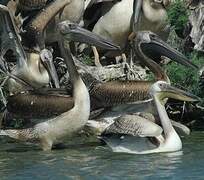 Great White Pelican