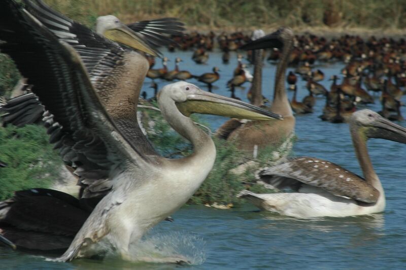 Great White Pelican